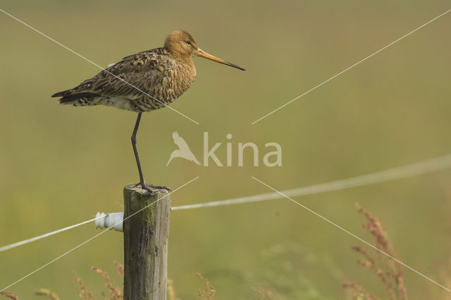 Grutto (Limosa limosa)