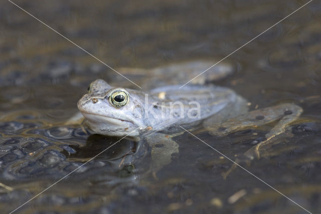 Heikikker (Rana arvalis)