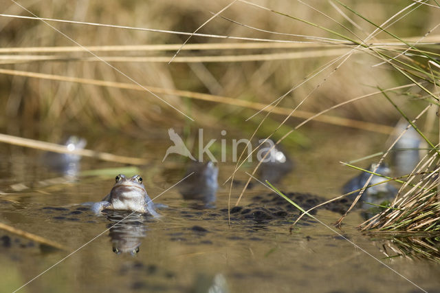 Heikikker (Rana arvalis)