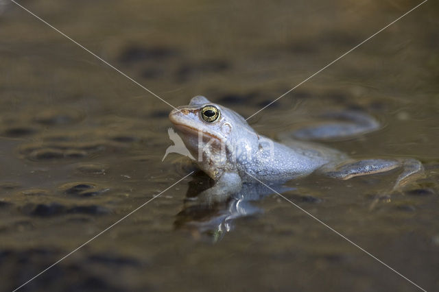 Heikikker (Rana arvalis)