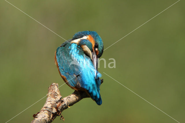 IJsvogel (Alcedo atthis)