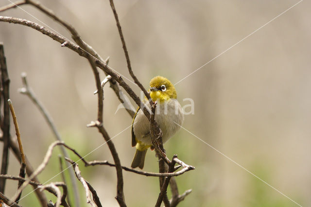 Kaapse Brilvogel (Zosterops capensis)