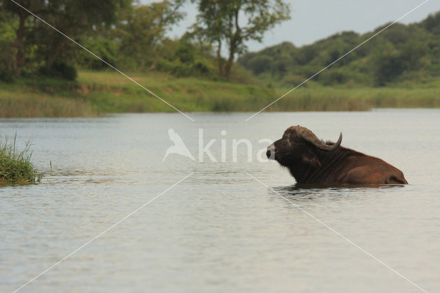 Kaapse buffel (Syncerus caffer)