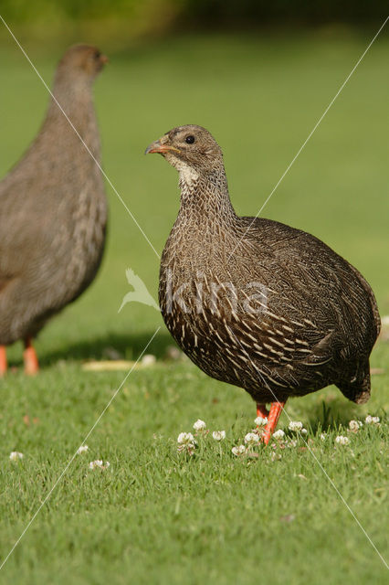 Kaapse frankolijn (Pternistis capensis)