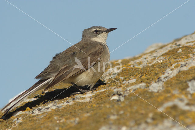 Kaapse Kwikstaart (Motacilla capensis)