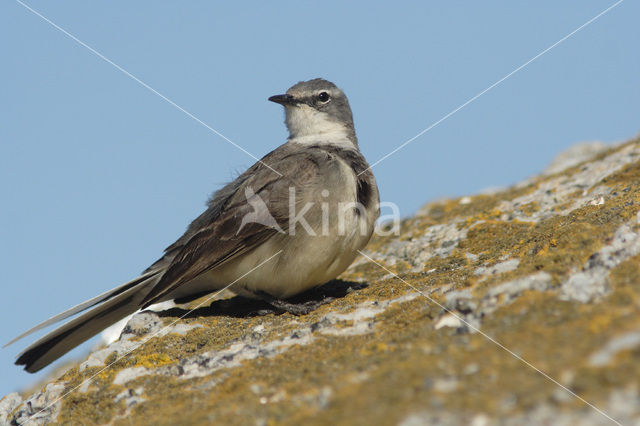 Kaapse Kwikstaart (Motacilla capensis)