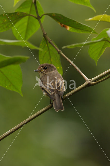 Kaapse vliegenvanger (Muscicapa adusta)