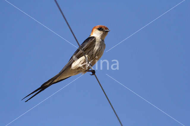 Kaapse Zwaluw (Hirundo cucullata)