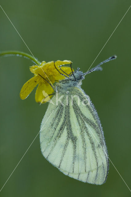 Klein geaderd witje (Pieris napi)