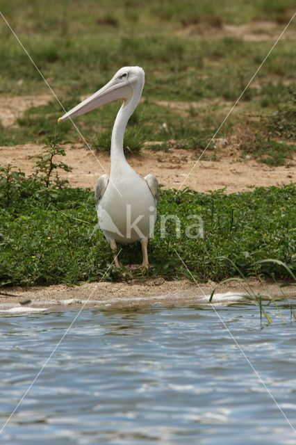 Kleine Pelikaan (Pelecanus rufescens)