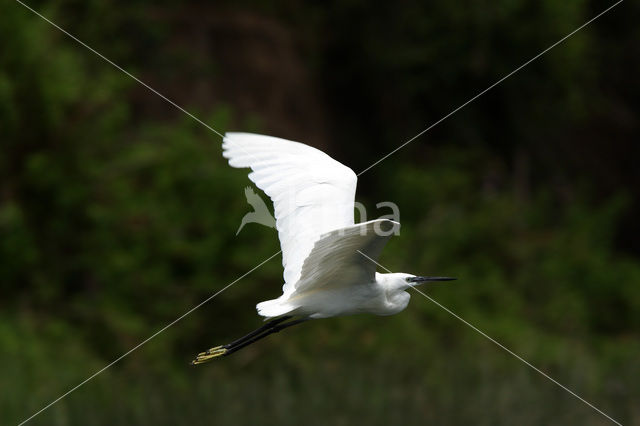 Kleine Zilverreiger (Egretta garzetta)