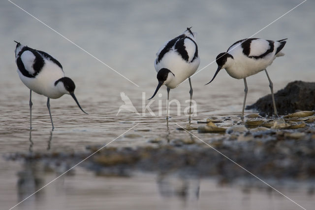 Pied Avocet (Recurvirostra avosetta)