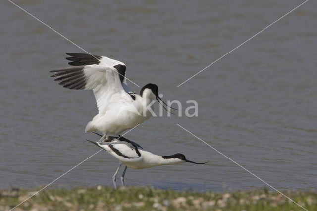 Pied Avocet (Recurvirostra avosetta)