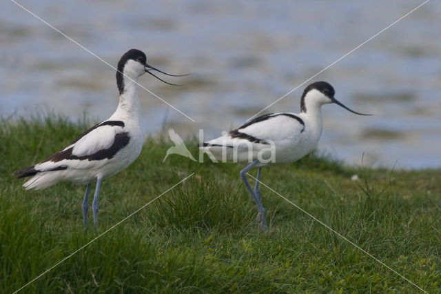 Pied Avocet (Recurvirostra avosetta)