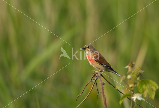 Kneu (Carduelis cannabina)