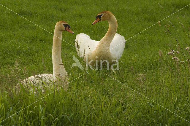 Knobbelzwaan (Cygnus olor)