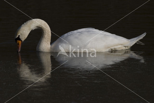 Knobbelzwaan (Cygnus olor)