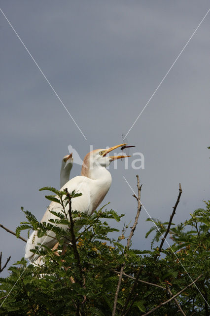 Koereiger (Bubulcus ibis)