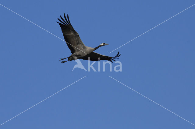 Common Crane (Grus grus)