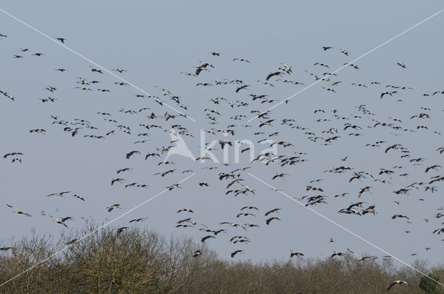 Kraanvogel (Grus grus)