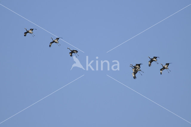 Kraanvogel (Grus grus)