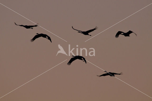 Common Crane (Grus grus)