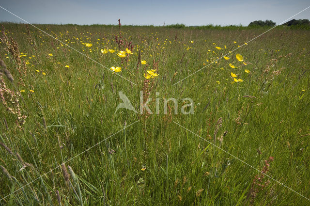 Lage land van Texel