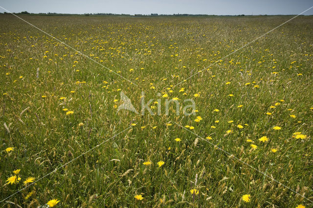 Lage land van Texel