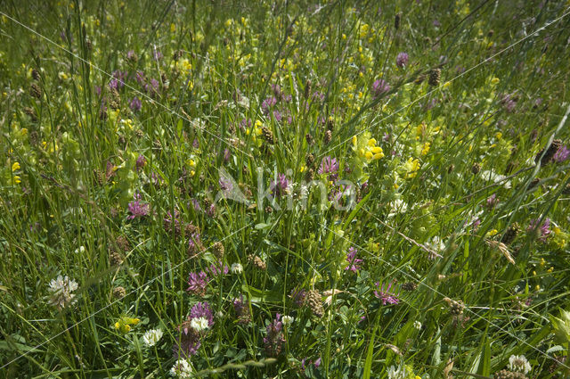 Lage land van Texel