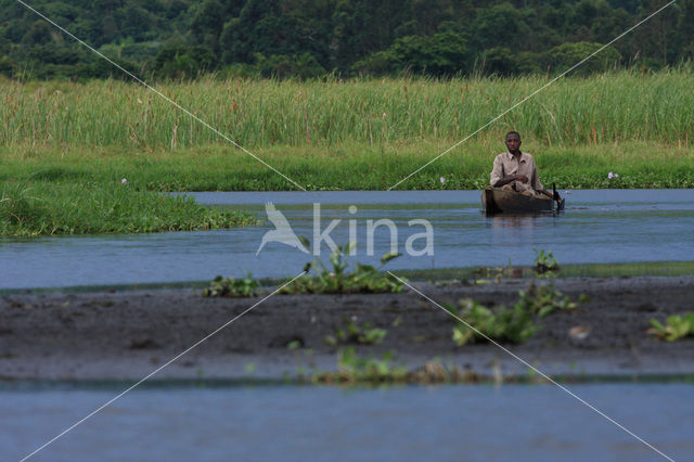 Mabamba swamp