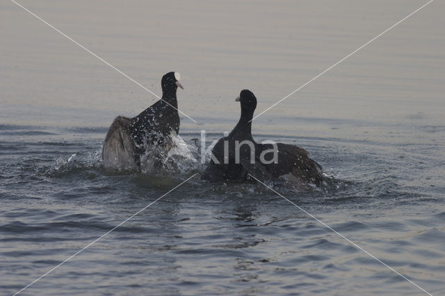 Meerkoet (Fulica atra)