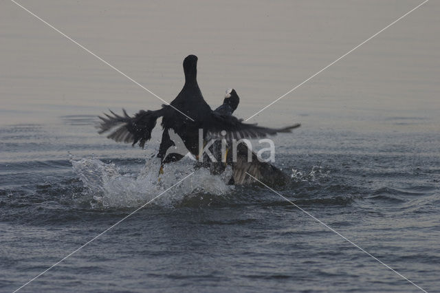 Common Coot (Fulica atra)