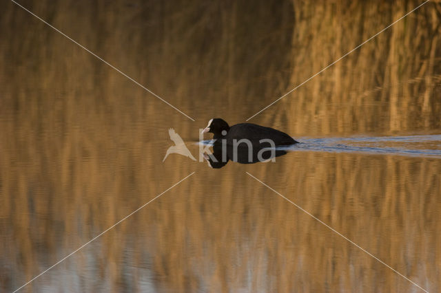 Meerkoet (Fulica atra)