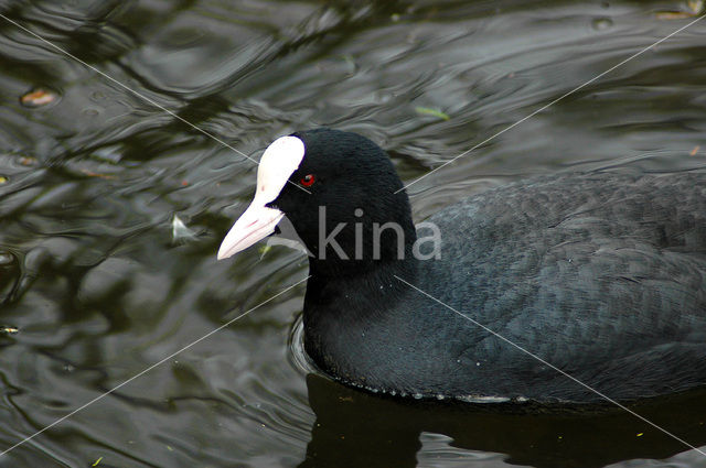 Meerkoet (Fulica atra)