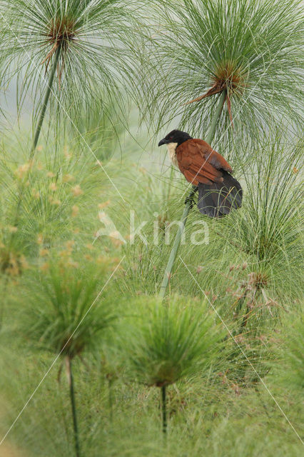 Monniksspoorkoekoek (Centropus monachus)