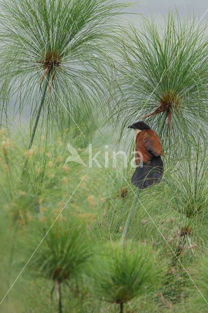 Monniksspoorkoekoek (Centropus monachus)