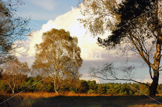 Nationaal Park De Hoge Veluwe