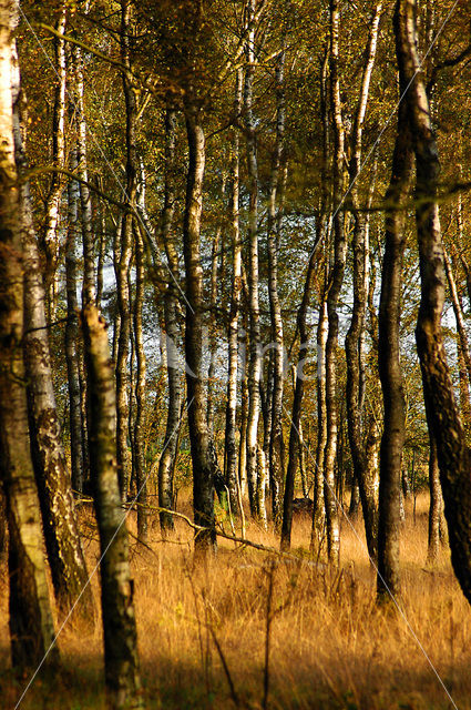 Nationaal Park De Hoge Veluwe