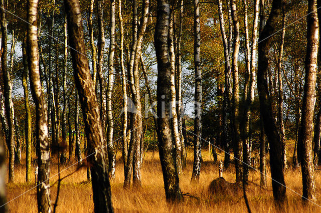 Nationaal Park De Hoge Veluwe