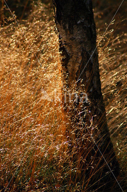 Nationaal Park De Hoge Veluwe