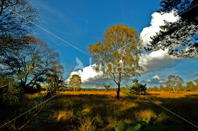 Nationaal Park De Hoge Veluwe