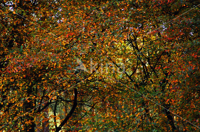 Nationaal Park De Hoge Veluwe