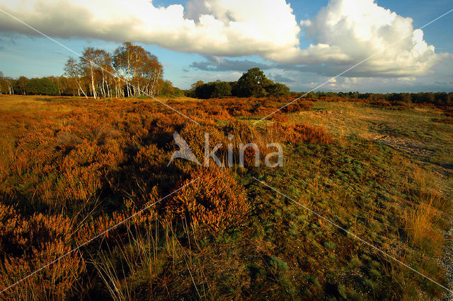 Nationaal Park De Hoge Veluwe