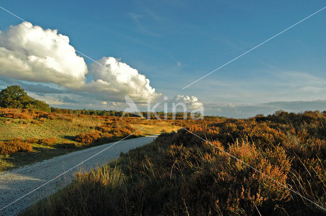 Nationaal Park De Hoge Veluwe