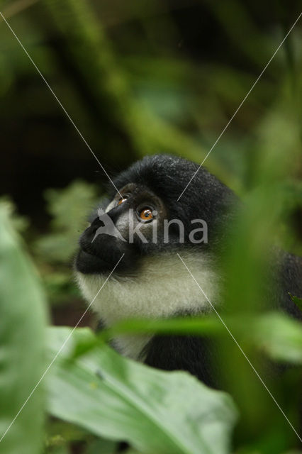 Noordelijke franjeaap (Colobus guereza)