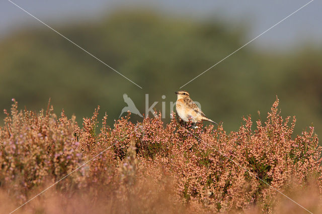 Paapje (Saxicola rubetra)