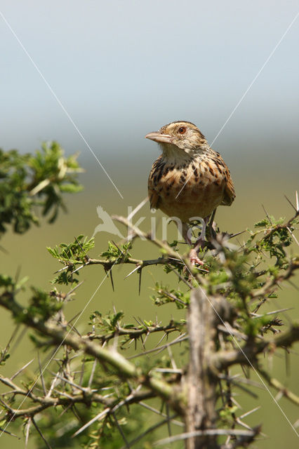 Ratelleeuwerik (Mirafra rufocinnamomea)