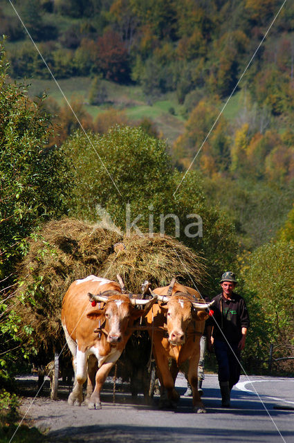 Romania