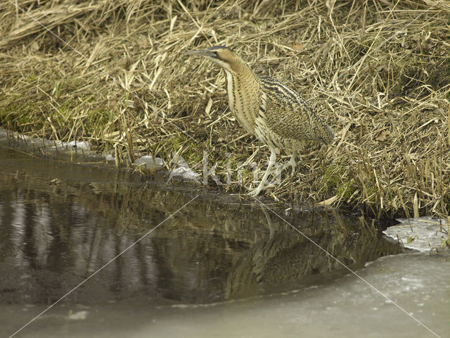 Roerdomp (Botaurus stellaris)