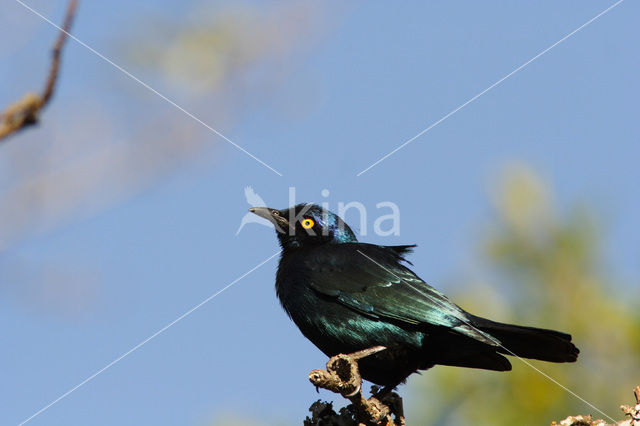 Roodschouderglansspreeuw (Lamprotornis nitens)